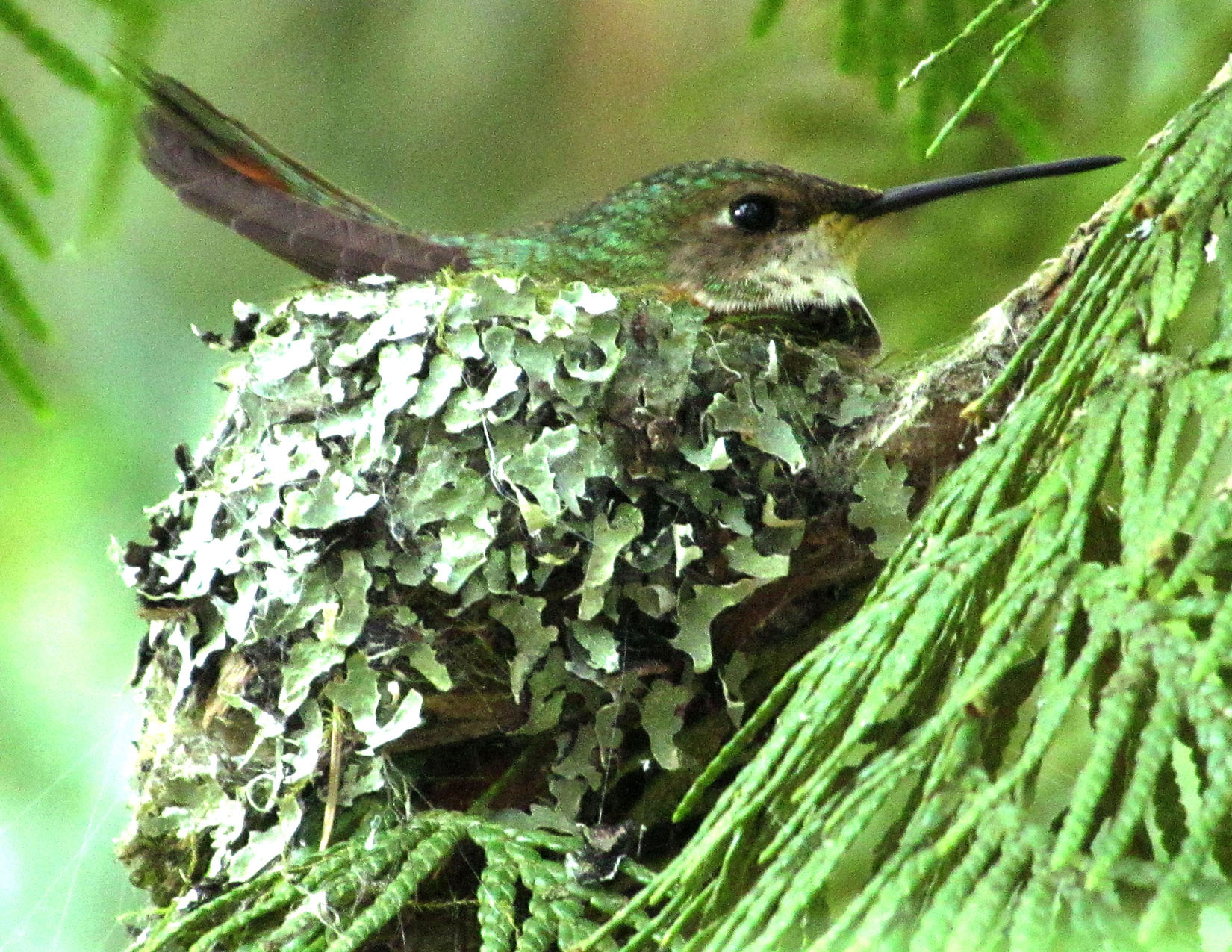 Female Rufous on the nest