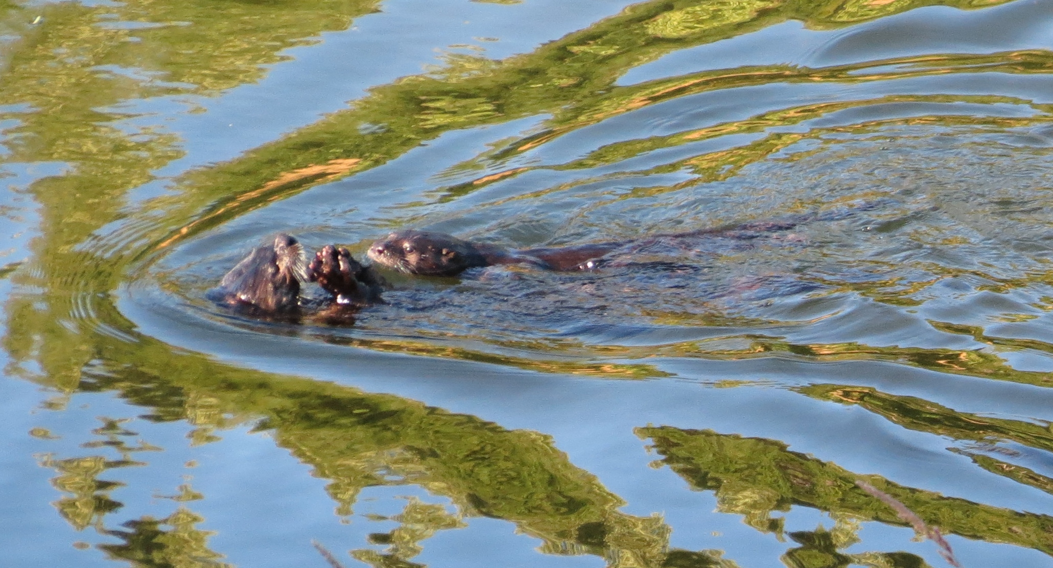 River Otters, near Blackberry Campground, Oregon Coast