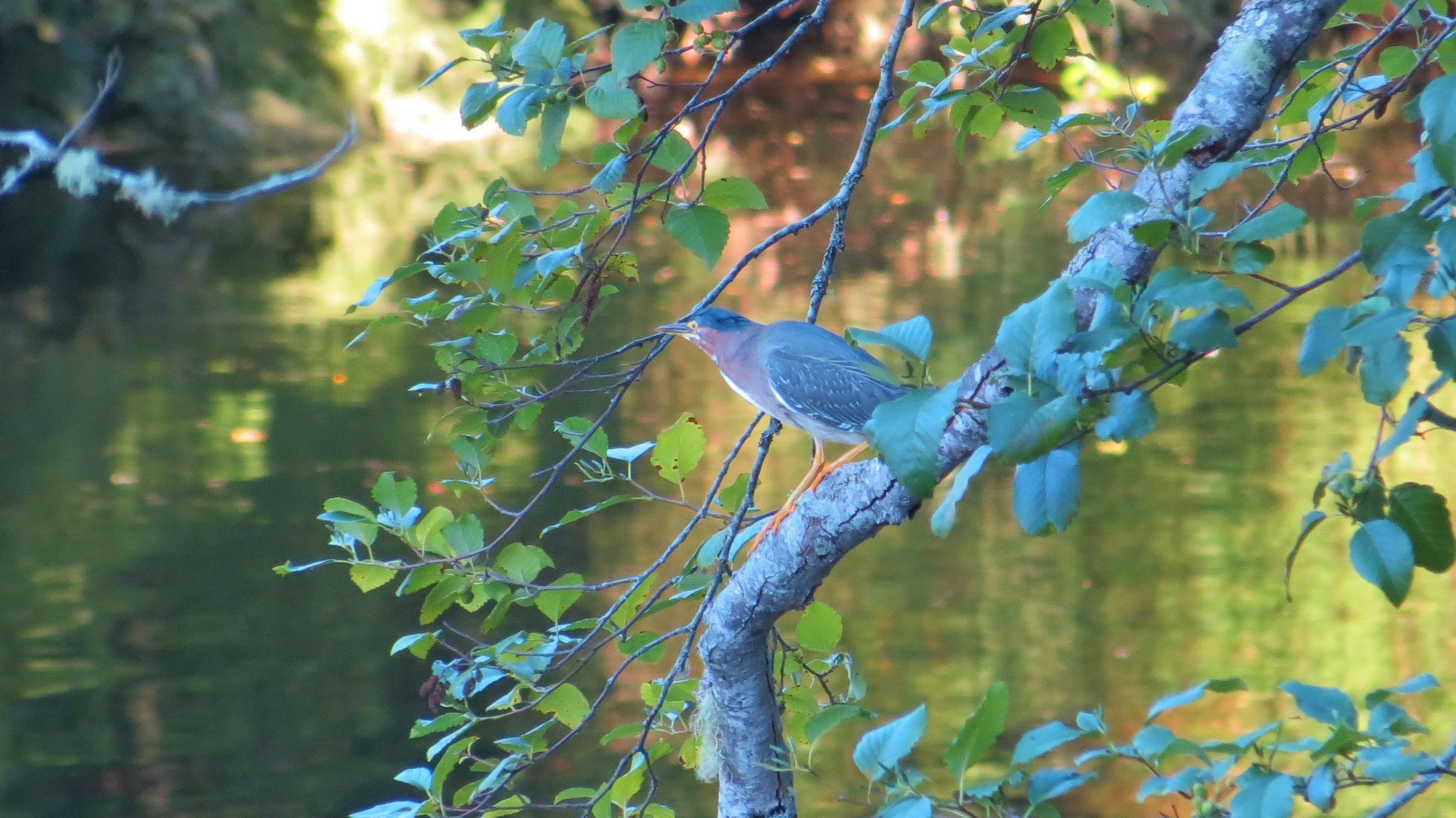 Green Heron, near Blackberry Campground, Oregon Coast