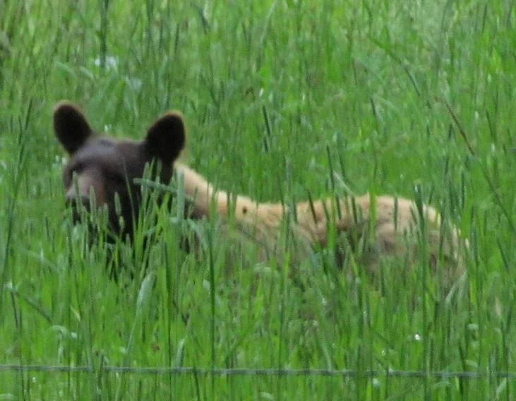 Soothing sights of nature