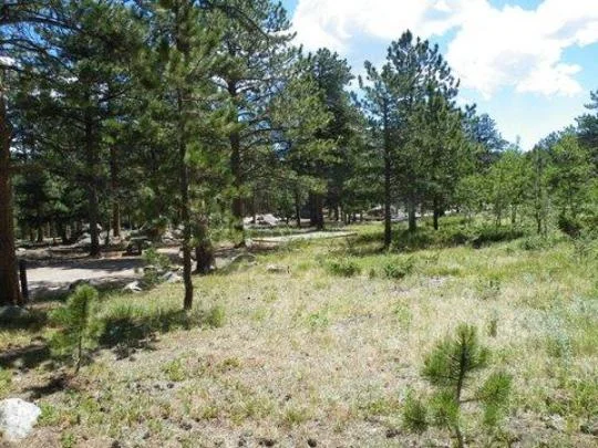 Wooded high-elevation camping