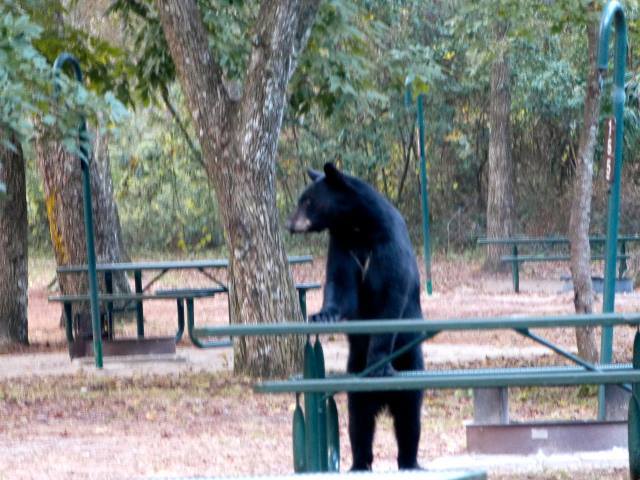 Black Bear in Salt Springs Recreation Area - photo by Mike Marchant