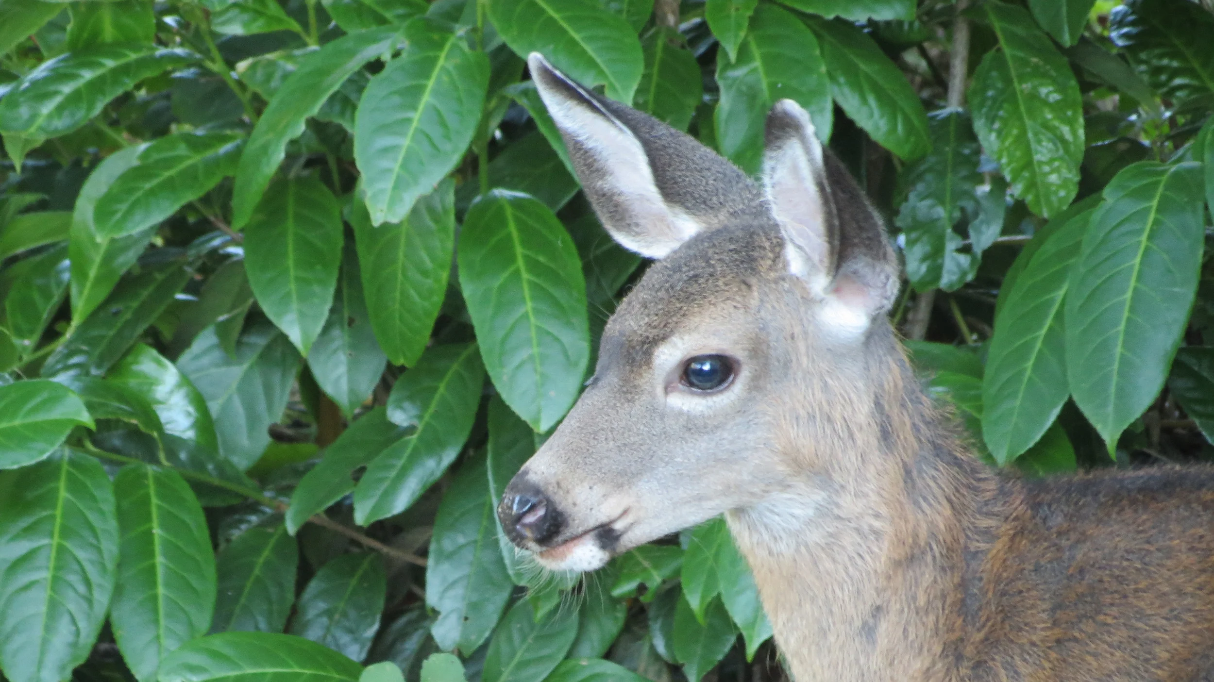 Muledeer Fawn