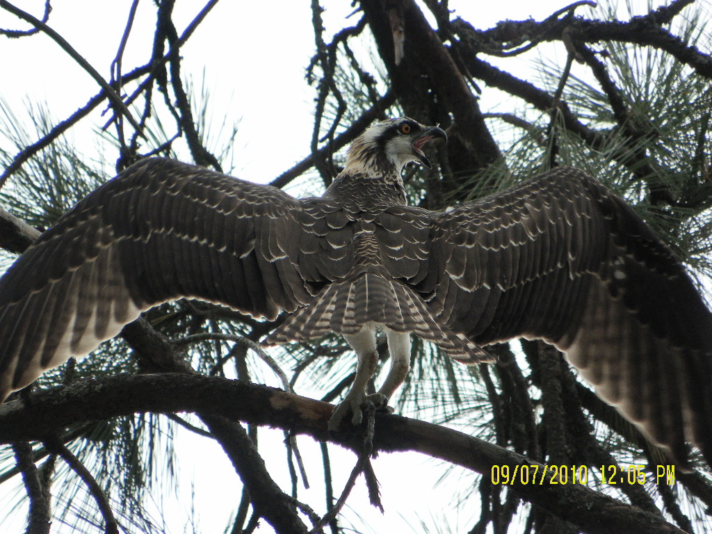 Osprey