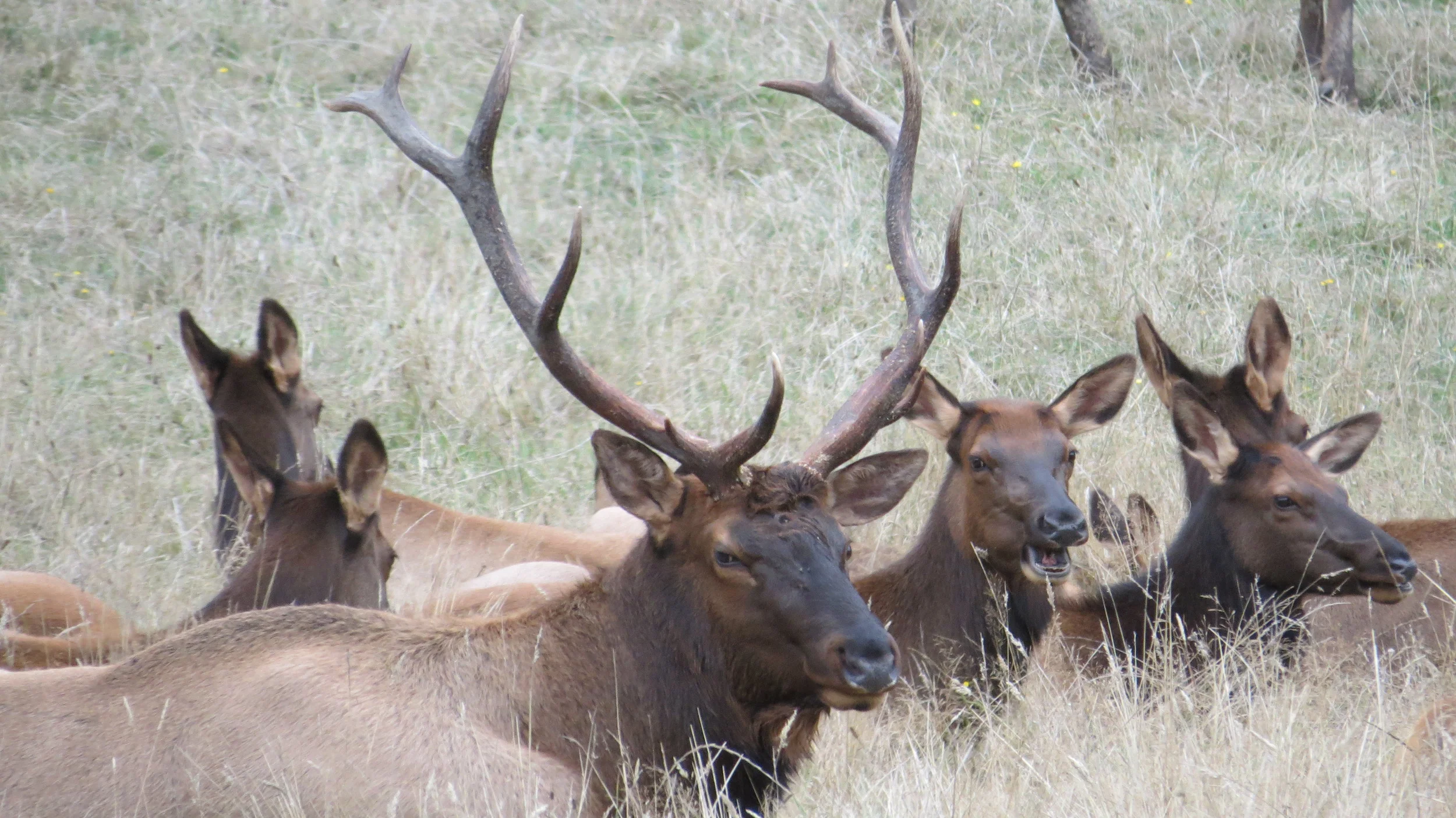 Roosevelt Elk