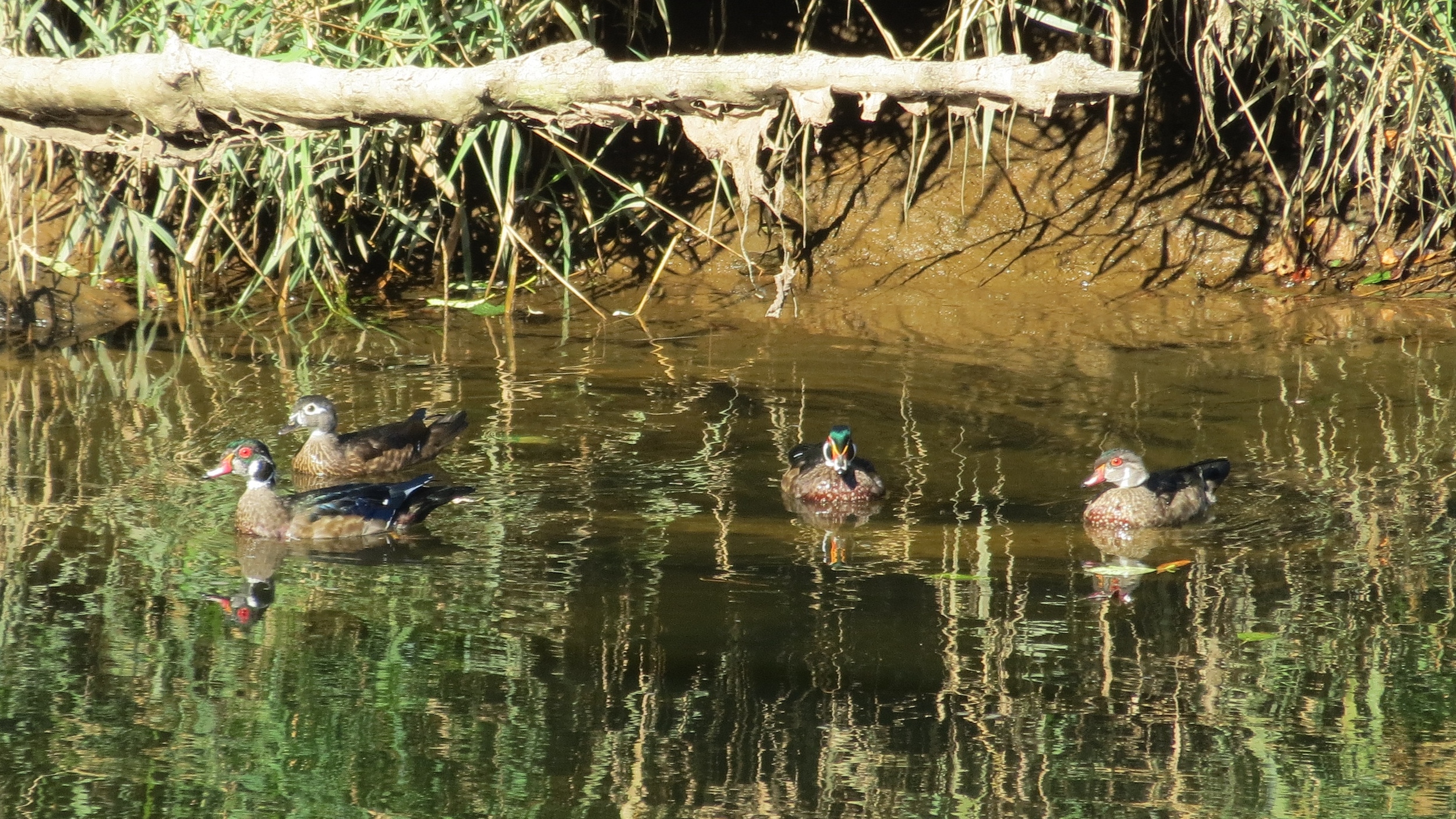 Wood Ducks