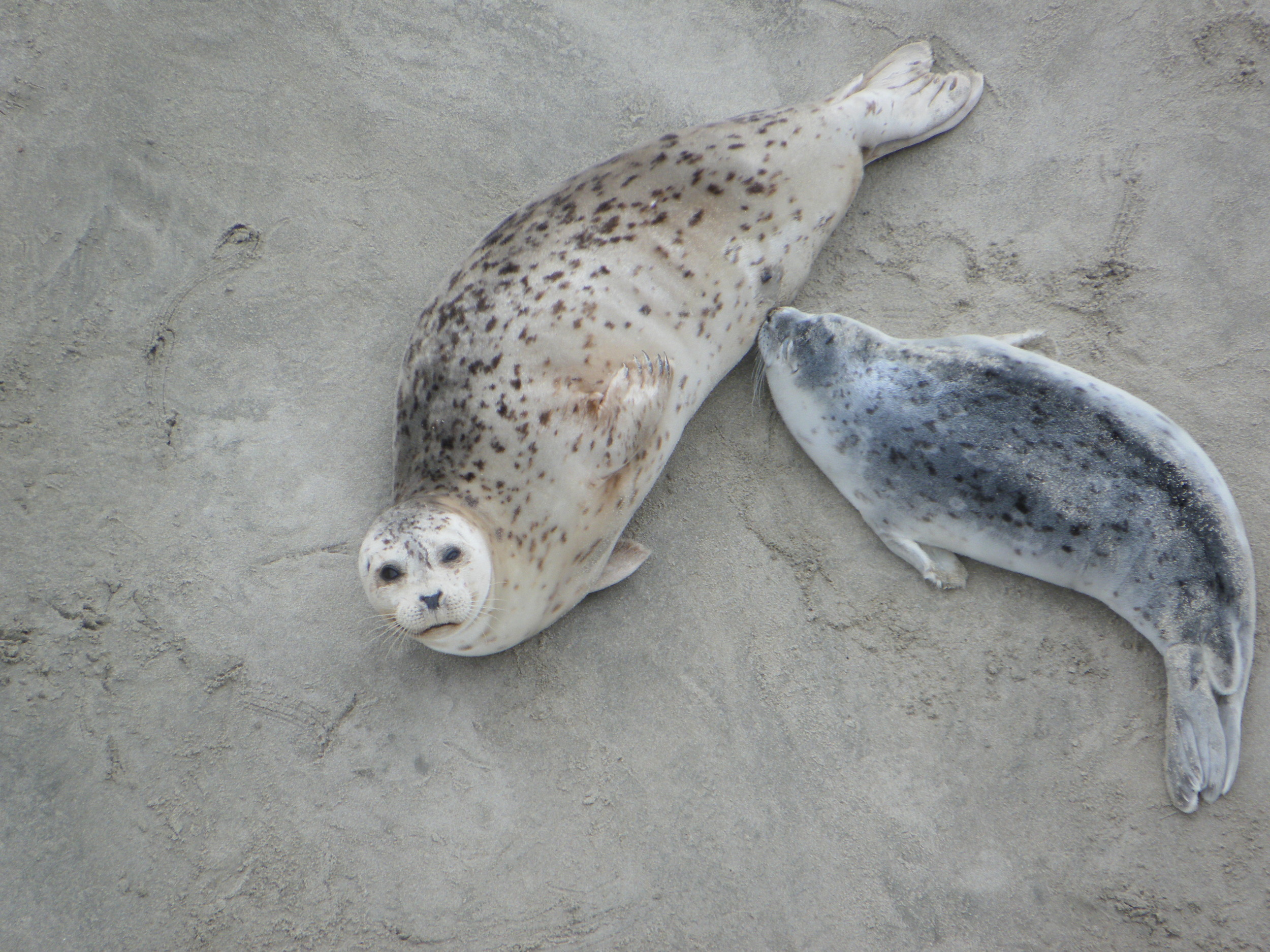 Harbor Seal