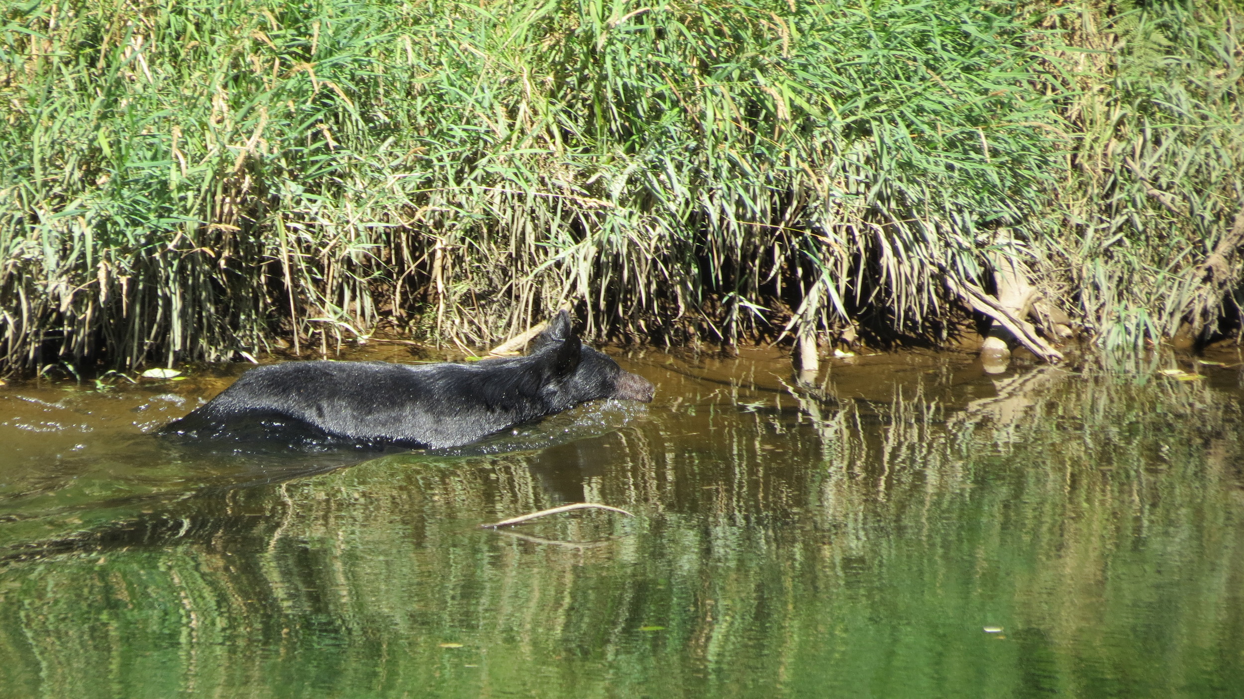 Black bear swimming down the river