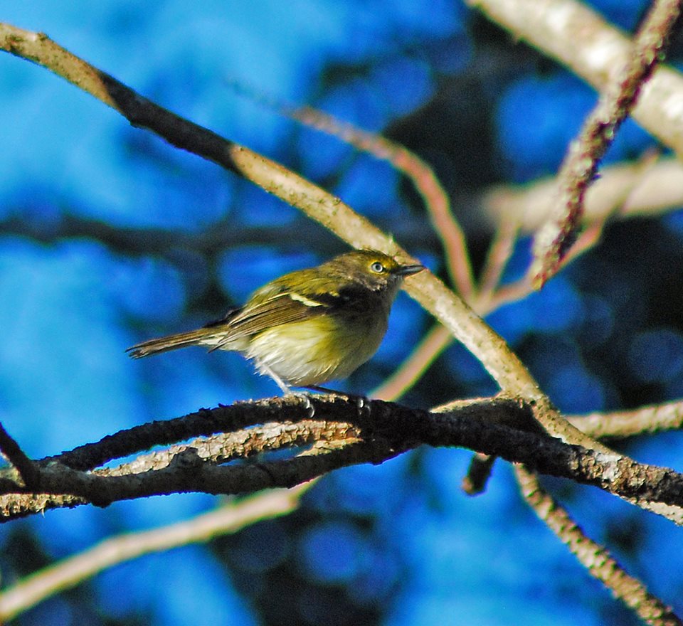 Pine Warbler