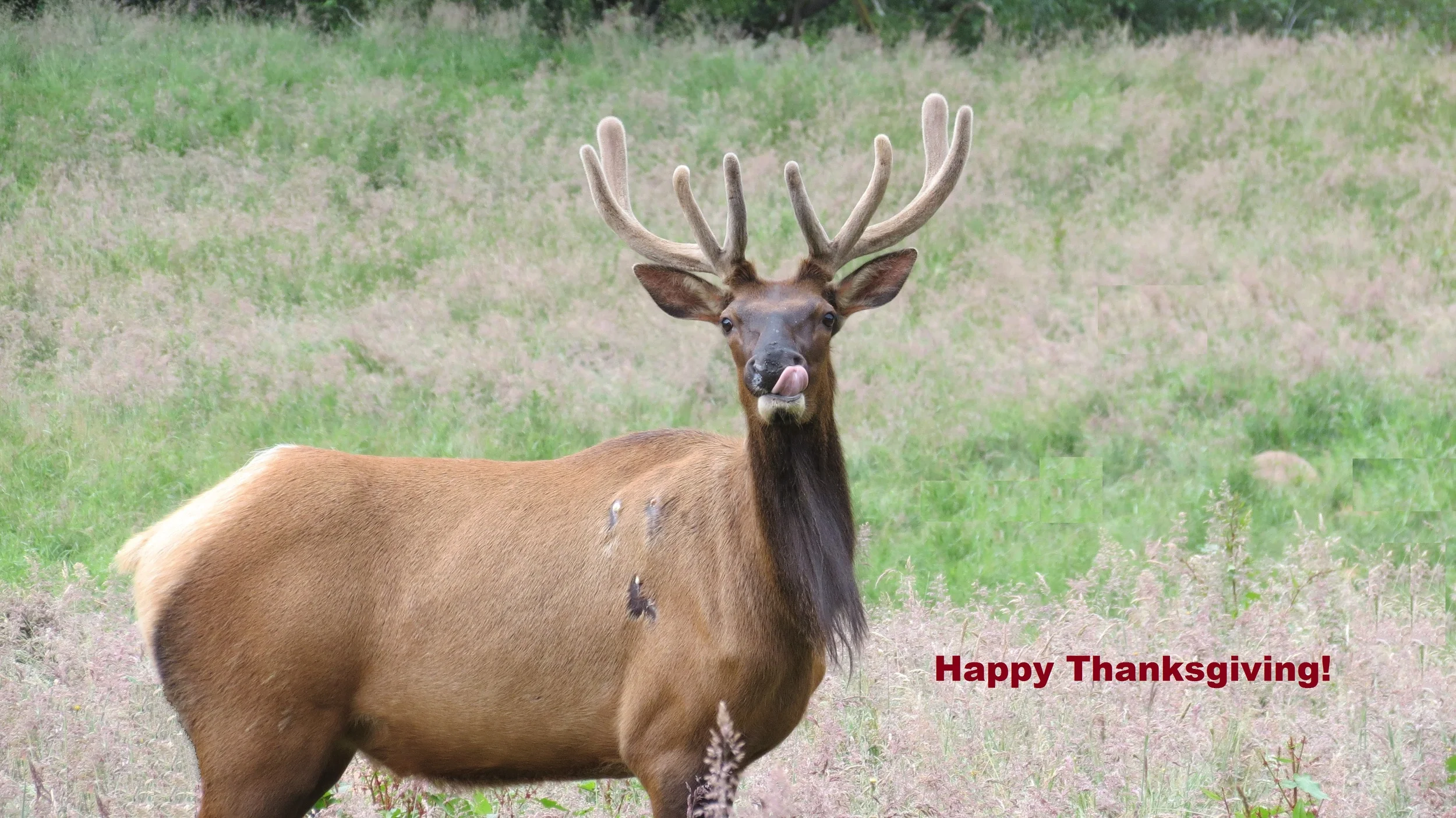 Have a wild Thanksgiving!