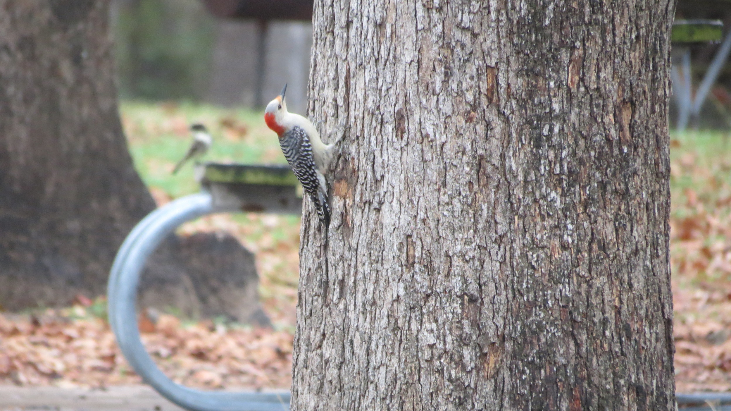 Texas-Woodpecker.JPG