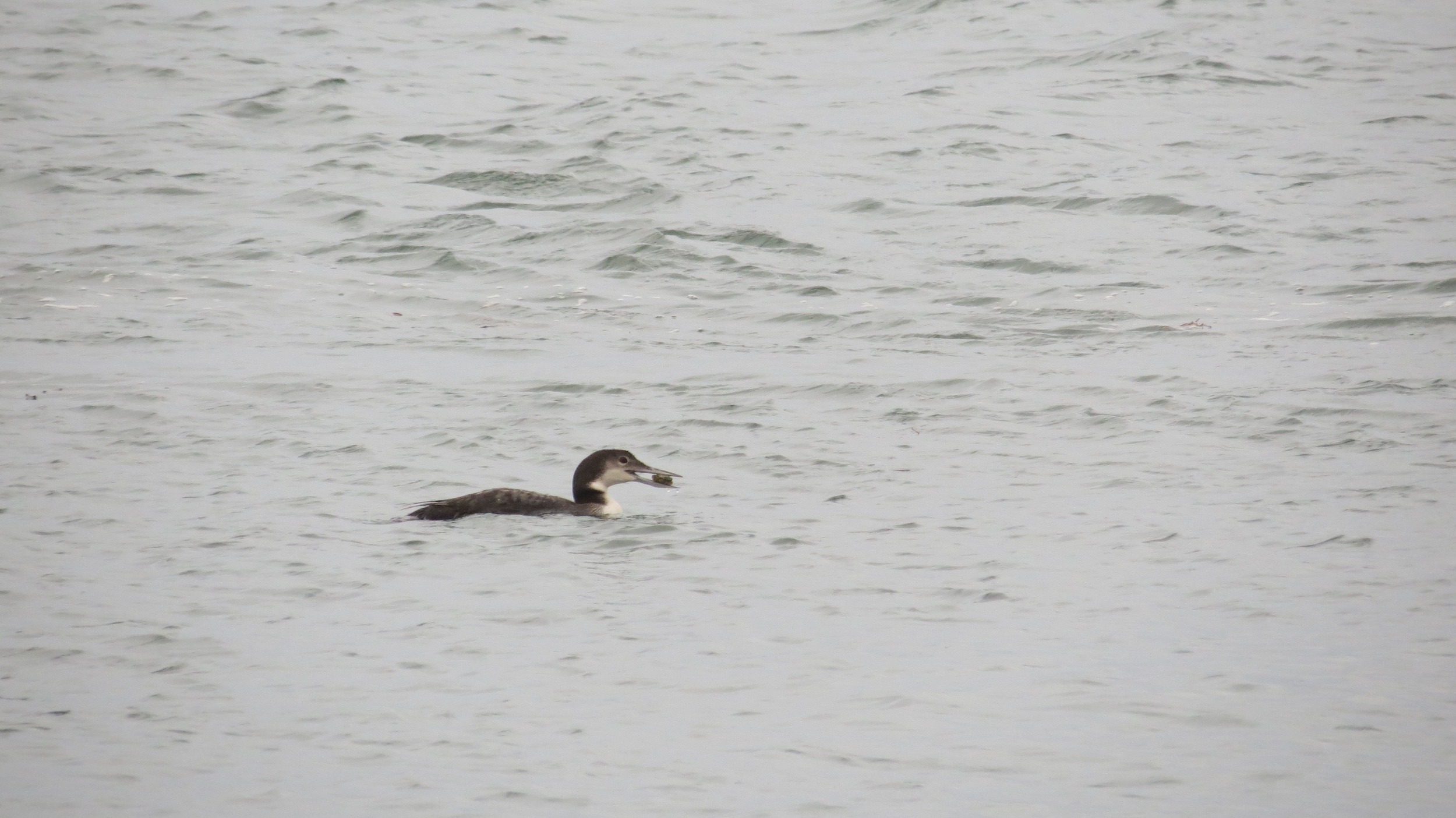 PacificLoon-eating.JPG