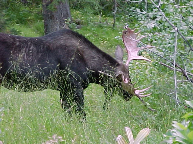 Redman Campground, Big Cottonwood Canyon, Utah