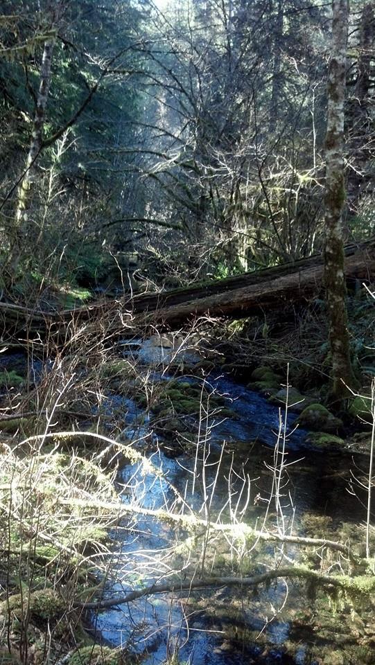 Stream running through the campground