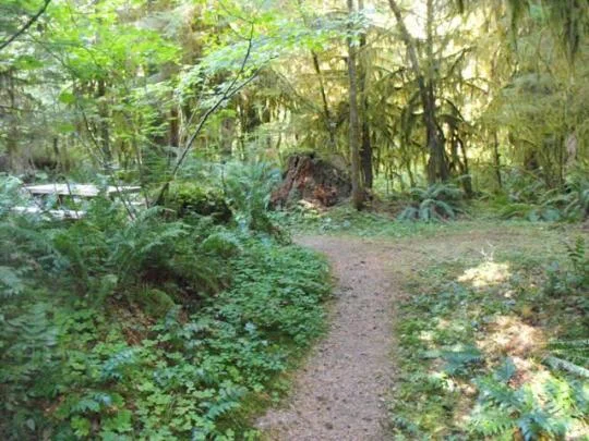 Delta Campground, McKenzie River, Oregon - Virtual Tour