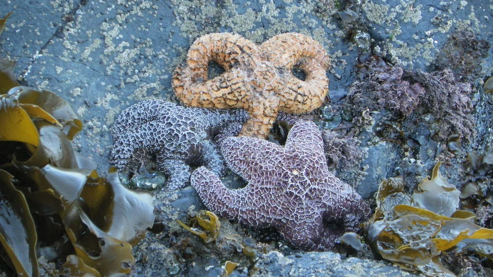 Download your free picture guides for Cape Perpetua Scenic Area
