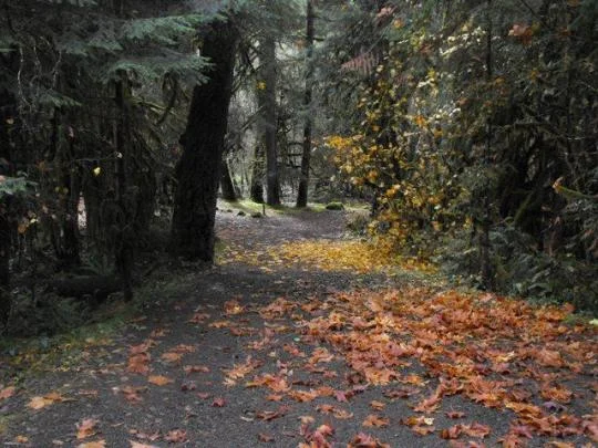 Heavily forested campground