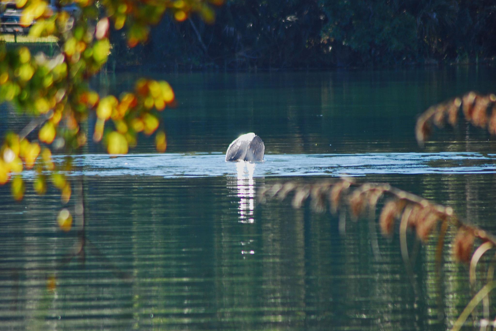 Manatee in Salt Springs