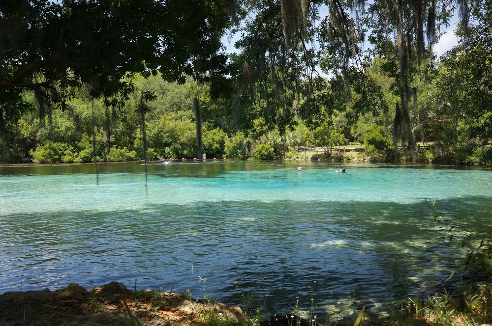 Snorkle in Silver Glen Springs