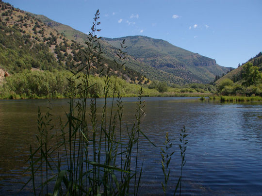 Fish in Logan Canyon