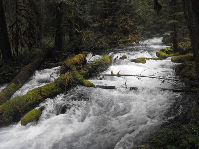 Olallie Campground on the McKenzie River, Oregon