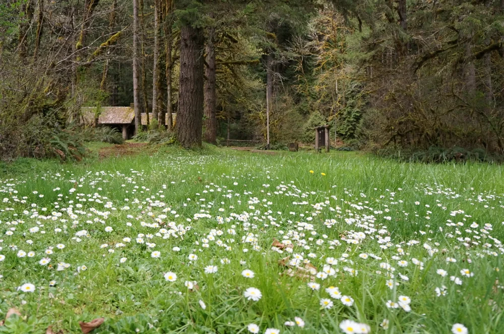 Clark Creek Group near Lowell, Oregon - Virtual Tour