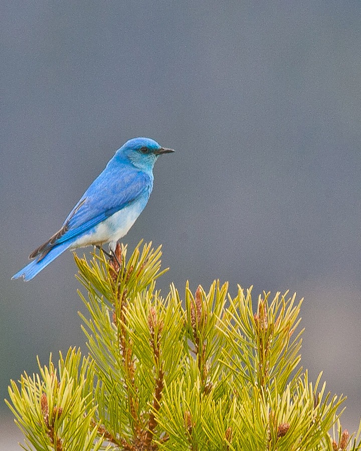 Mountain Bluebird - male