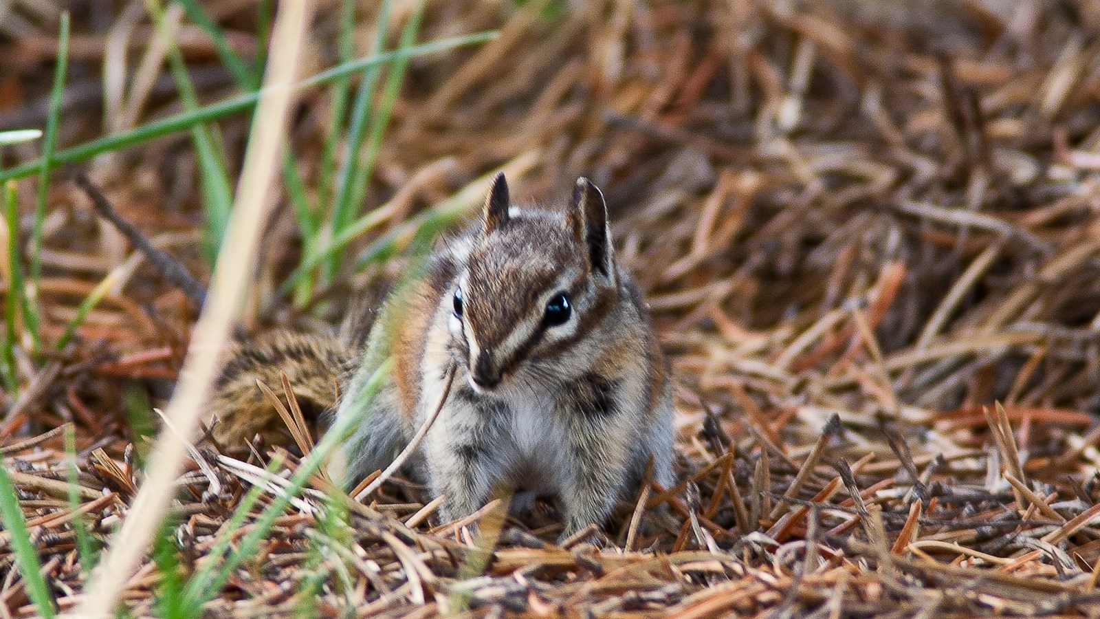 Chipmunk