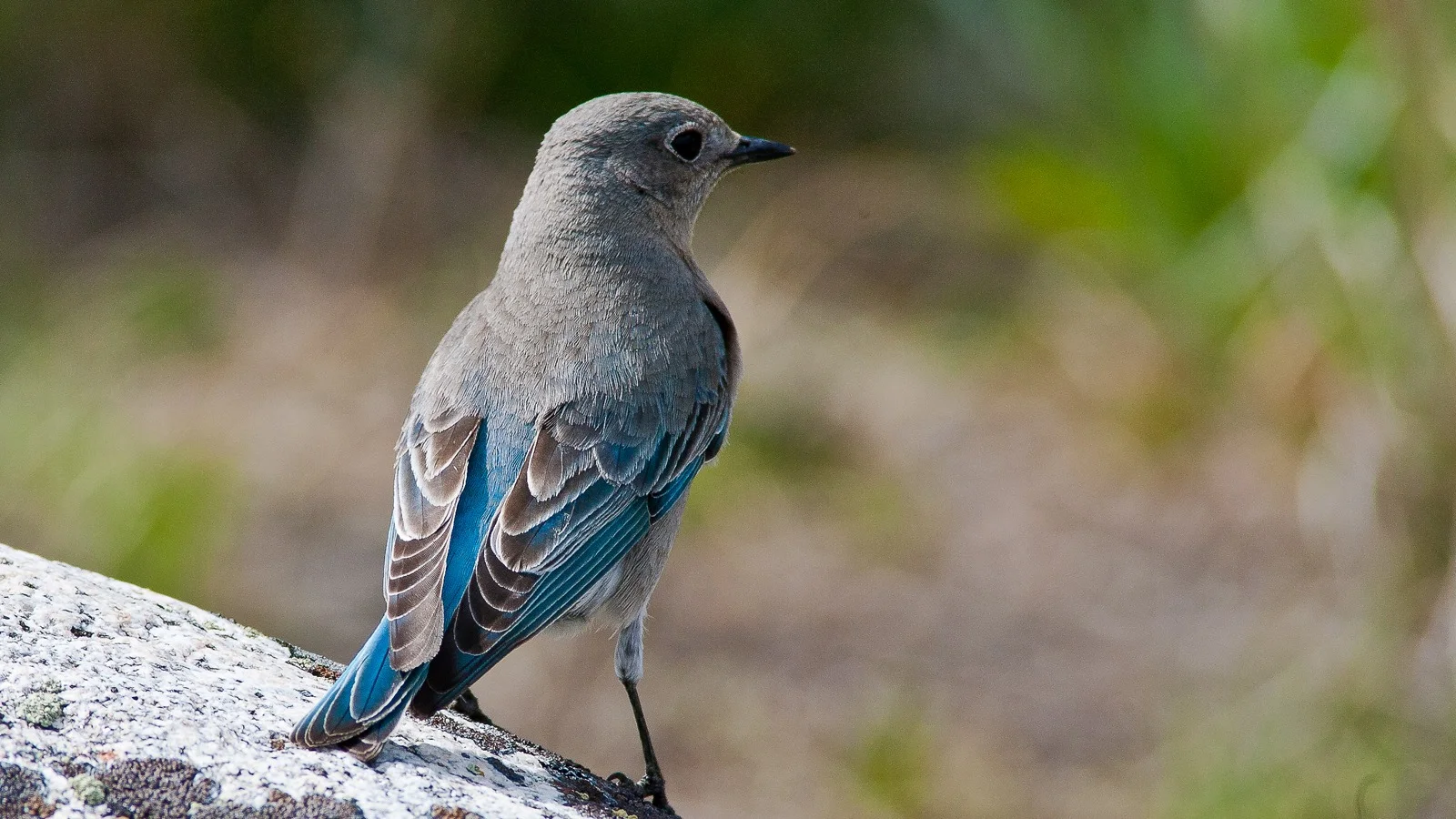 Mountain Bluebird - female