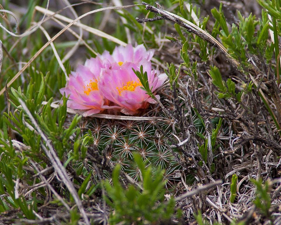 Ball Cactus grow at high elevation