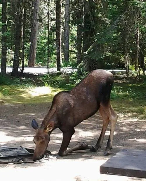 Burning Pallets Not Allowed on National Forests