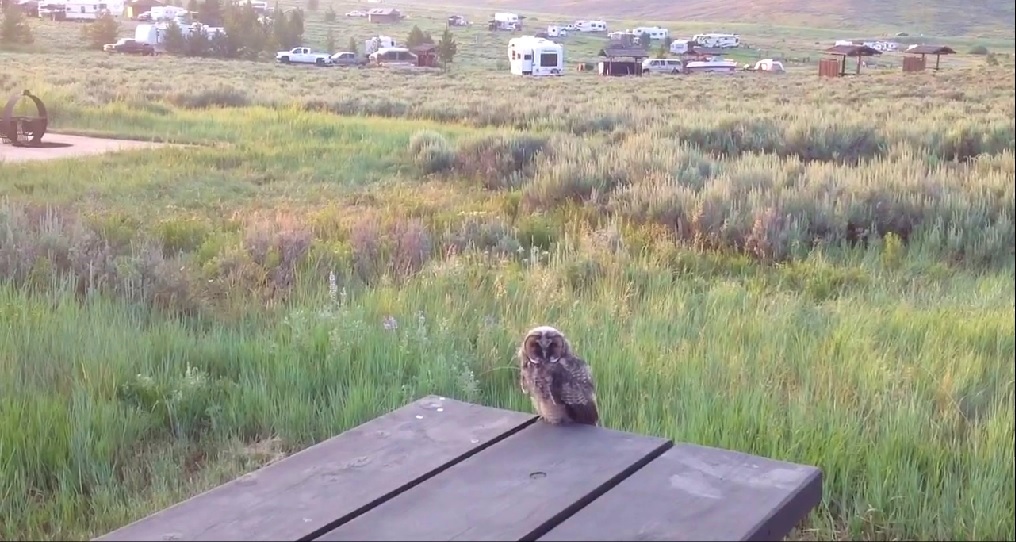 Owl