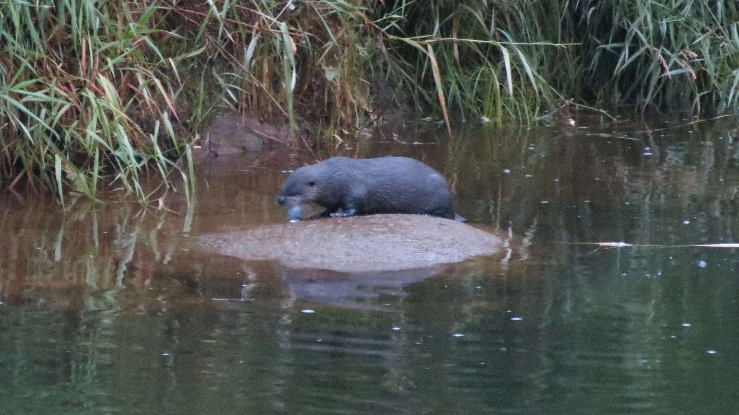 River Otter vs Mudcat