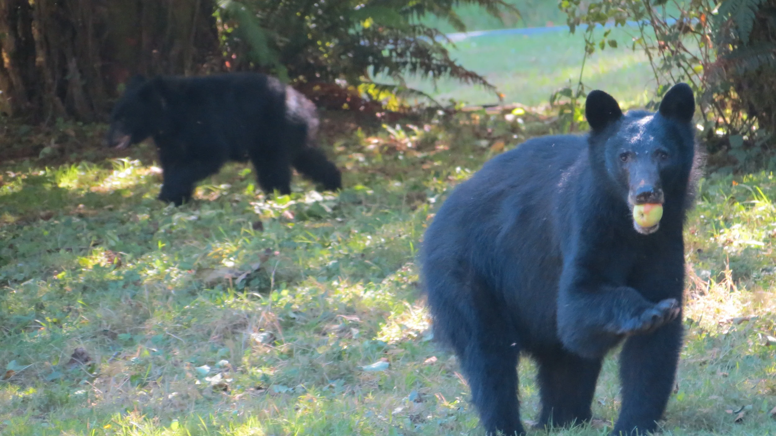 What attracts a bear into a campsite?
