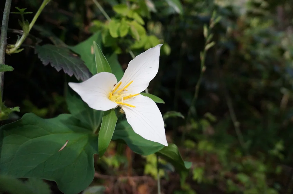 Puma Campground, Fall Creek near Lowell, Oregon