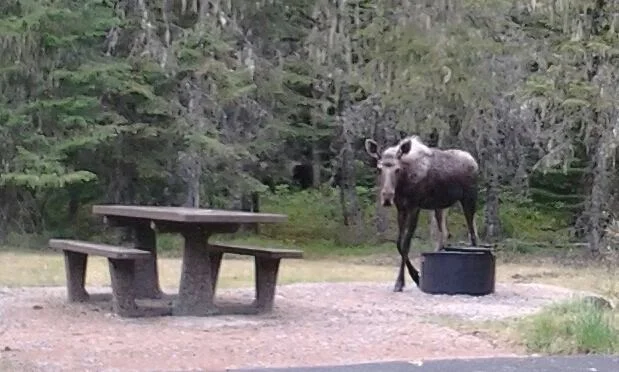 Coeur d'Alene River Ranger District - Emergency Closure