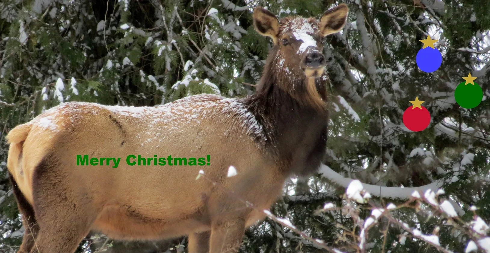 Decorating for Christmas is Natural