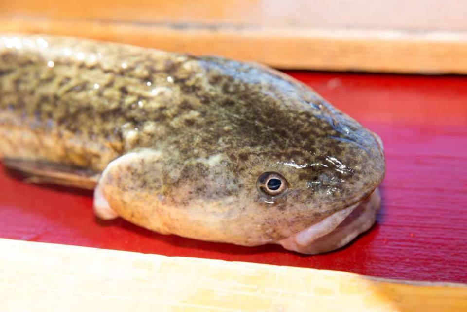 Burbot Bash to Save Flaming Gorge - Utah/Wyoming