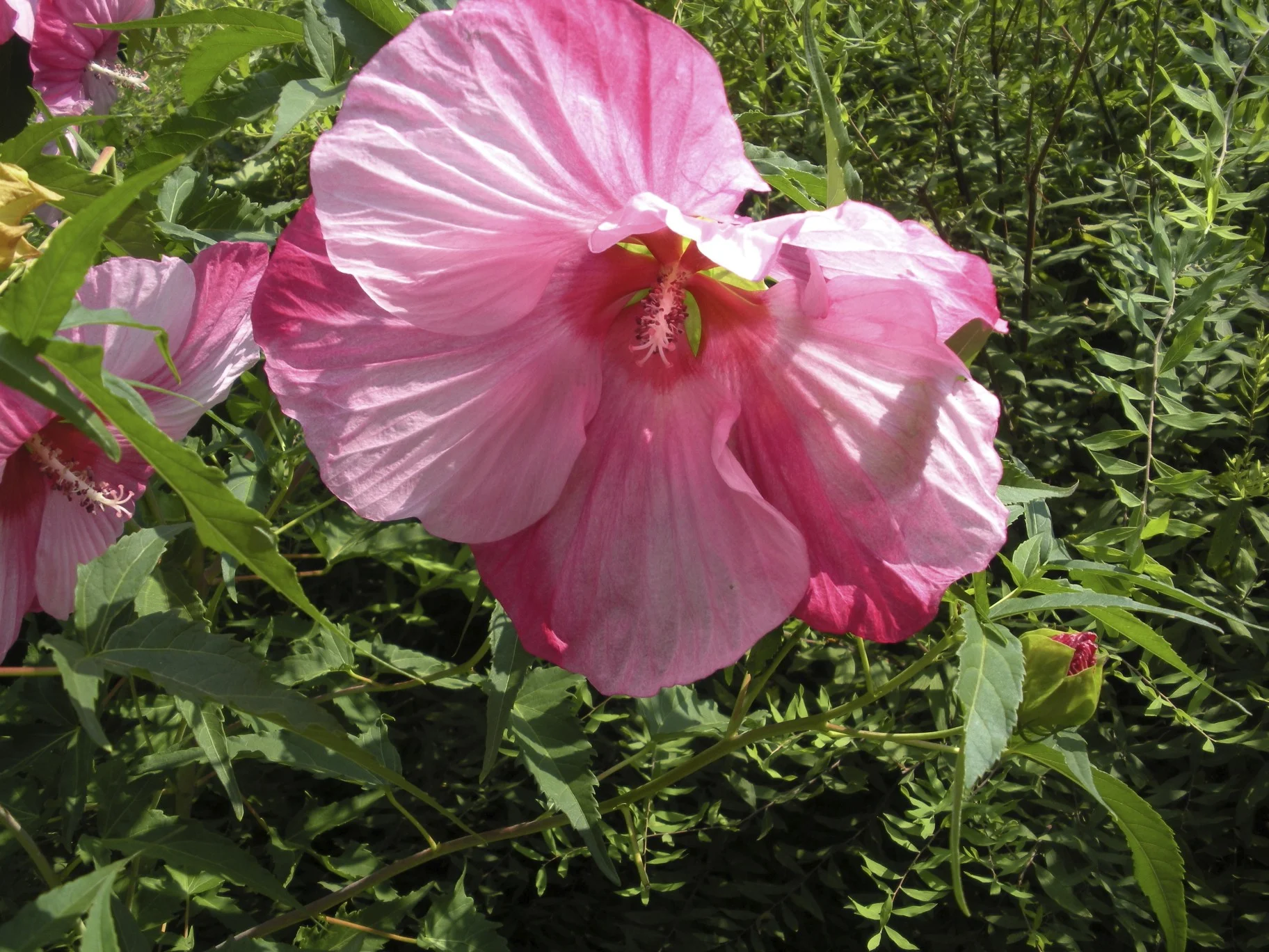 DSCN0460.jpg