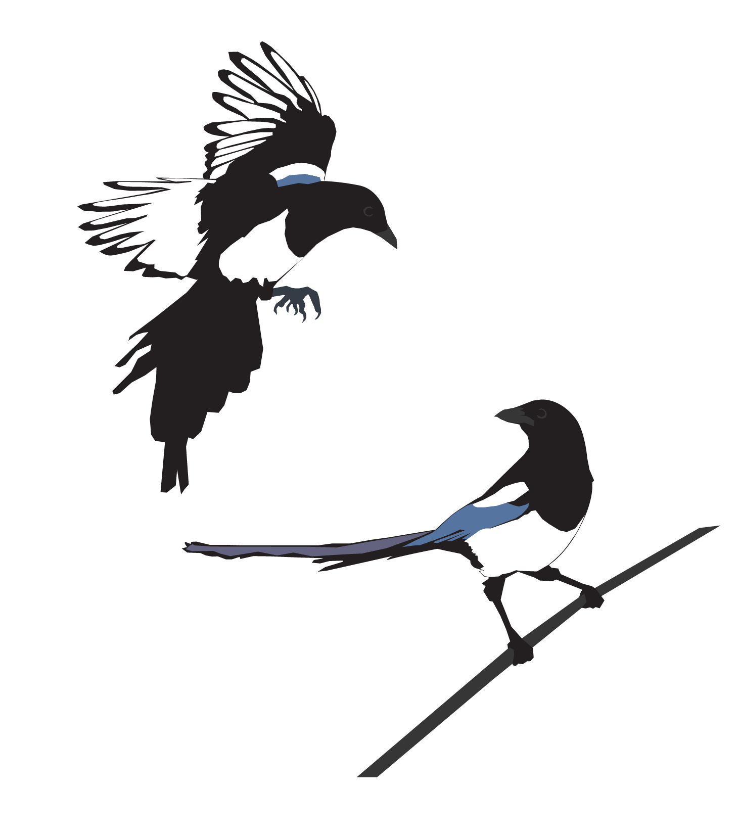 bird3_Magpies.png