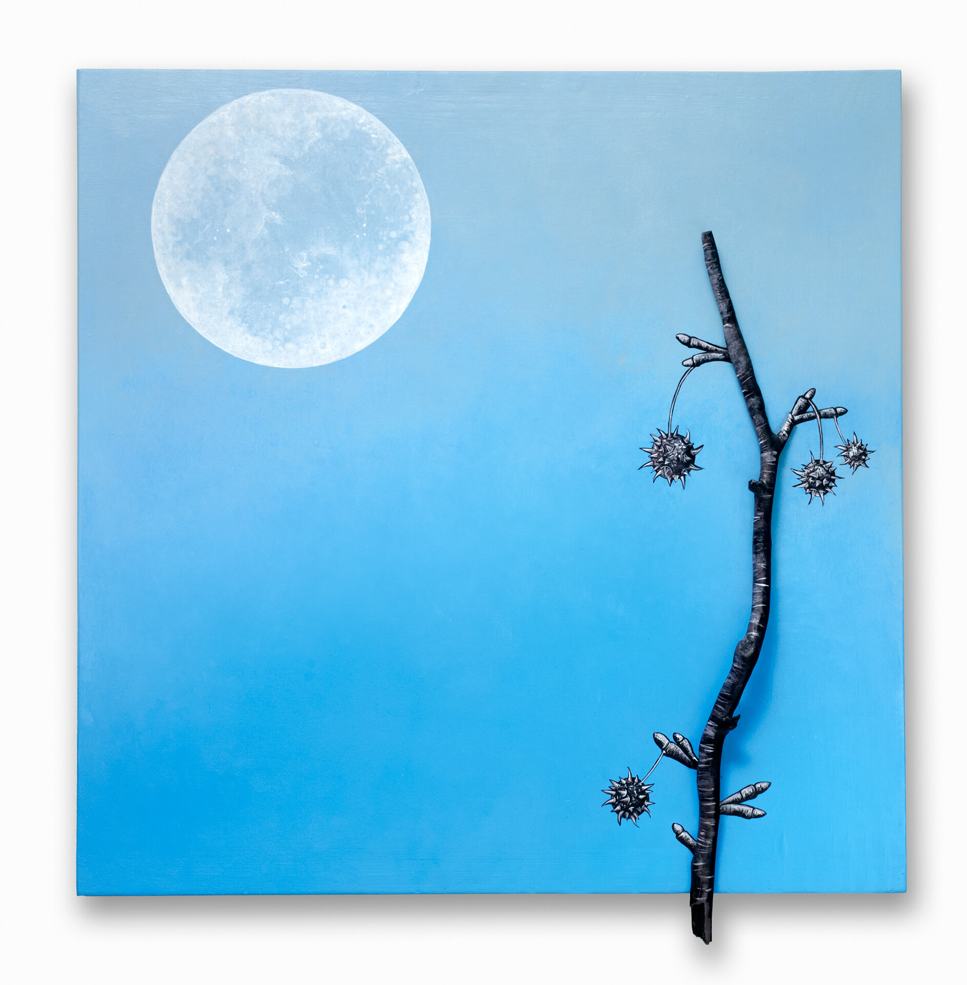 Historic Sweetgum: Afternoon Moon