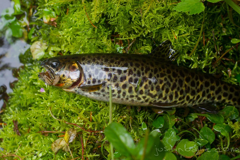 Native cutthroat trout.