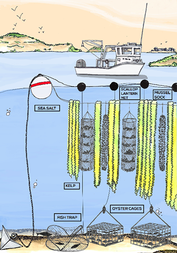 A drawing of Greenwave’s 3D Ocean Farming system / Greenwave