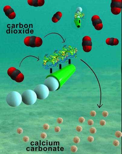(credit: Laboratory for Nanobioelectronics, UC San Diego Jacobs School of Engineering)..... In the future, we could potentially use these micromotors as part of a water treatment system, like a water decarbonation plant.