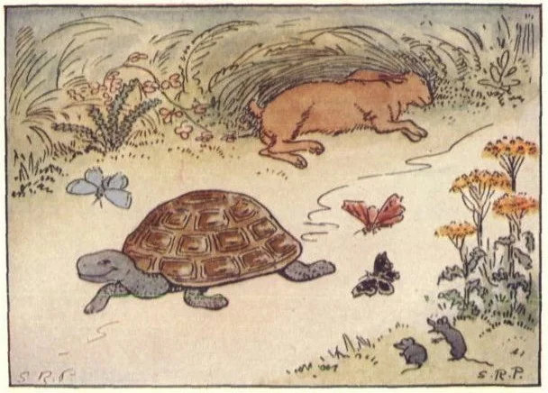 The Tortoise & The Hare