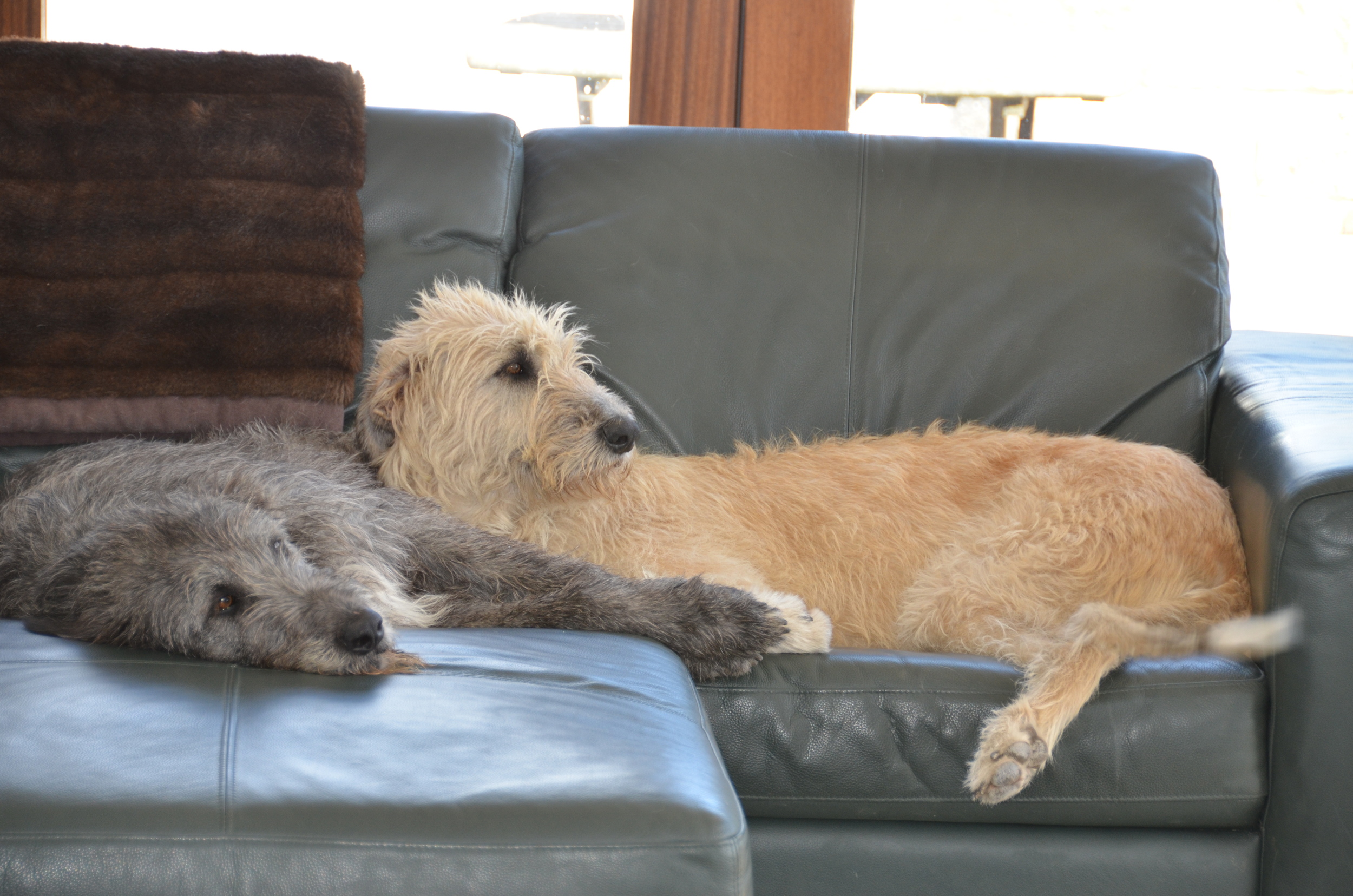 Irish Wolfhound Couch Potatoes