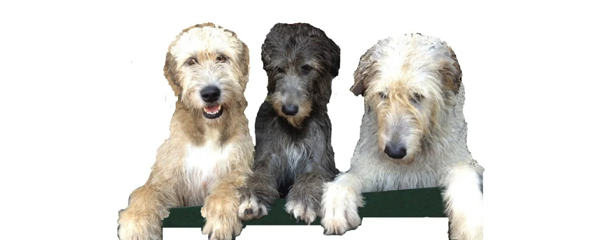 Show Success for Team Bonaforte – 5 of the Kennel’s Wolfhounds now Qualified for Crufts 2014