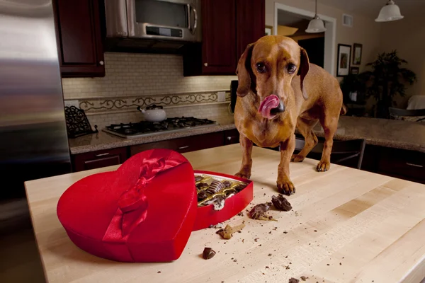 Dog eaten chocolate.jpg