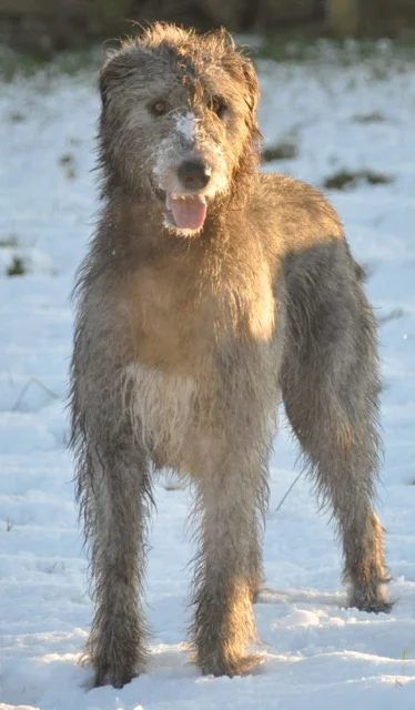 DSC_0239.jpg