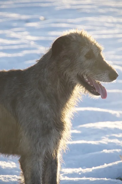 DSC_0138_2.jpg